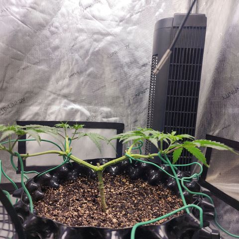 Do Si Dos growlog timeline photo