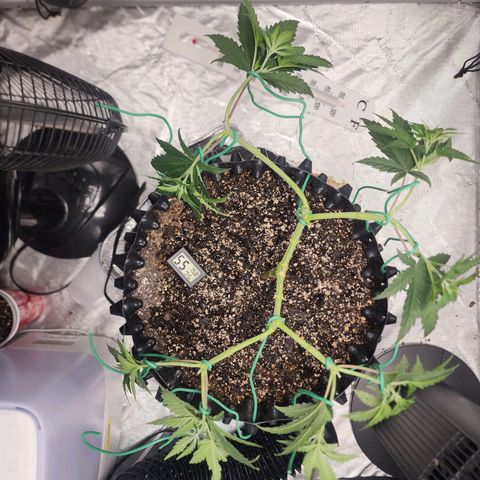 Do Si Dos growlog timeline photo
