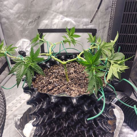 Do Si Dos growlog timeline photo