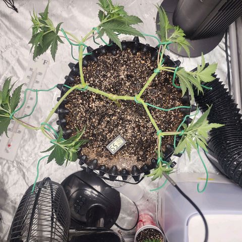 Do Si Dos growlog timeline photo