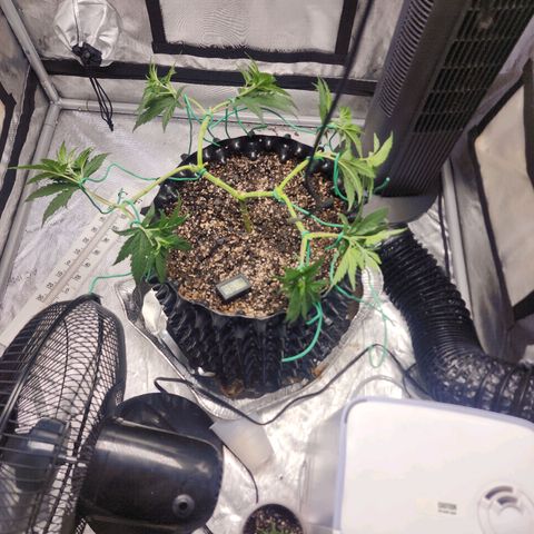 Do Si Dos growlog timeline photo