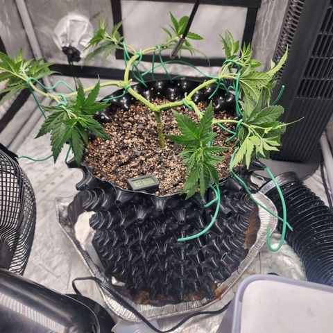 Do Si Dos growlog timeline photo