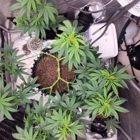 Do Si Dos growlog timeline photo