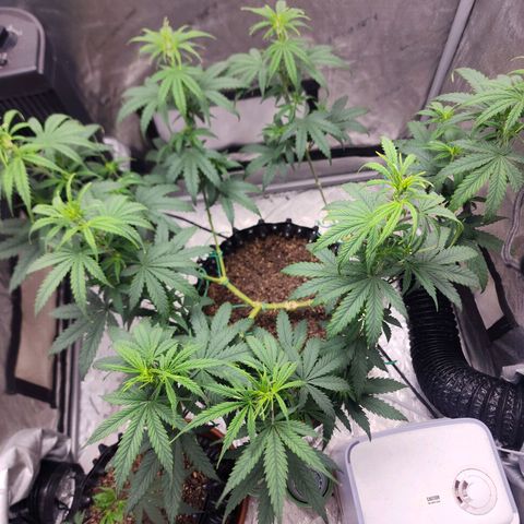 Do Si Dos growlog timeline photo