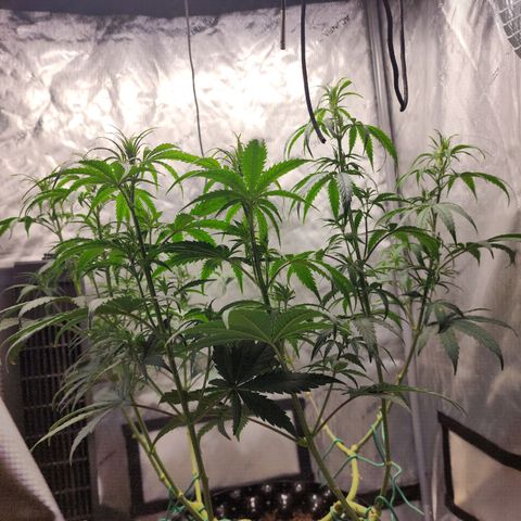 Do Si Dos growlog timeline photo