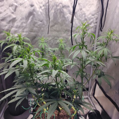 Do Si Dos growlog timeline photo