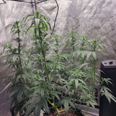 Do Si Dos growlog timeline photo