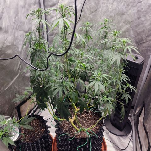Do Si Dos growlog timeline photo
