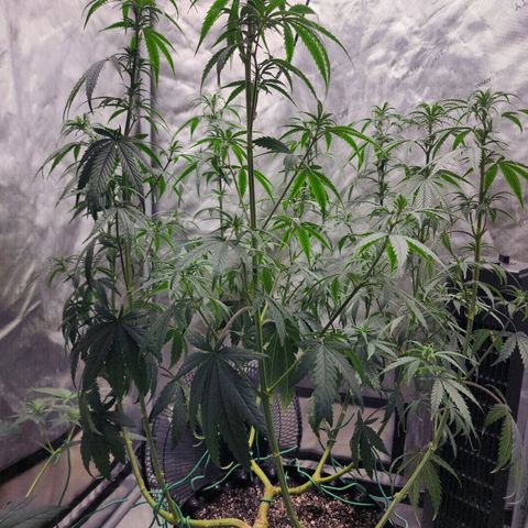 Do Si Dos growlog timeline photo