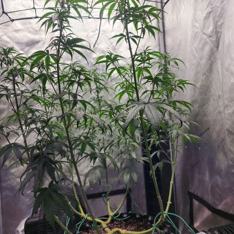 Do Si Dos growlog timeline photo
