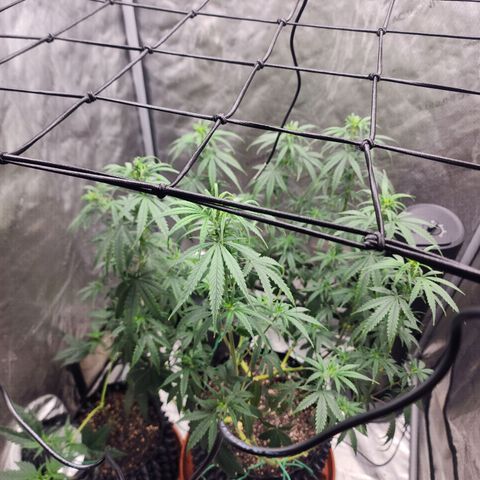 Do Si Dos growlog timeline photo
