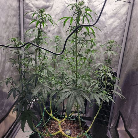 Do Si Dos growlog timeline photo