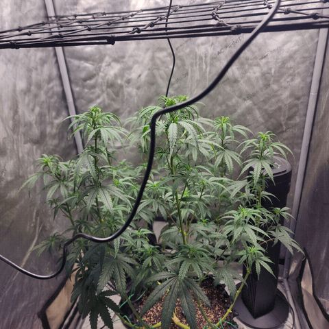 Do Si Dos growlog timeline photo