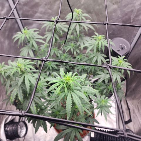Do Si Dos growlog timeline photo