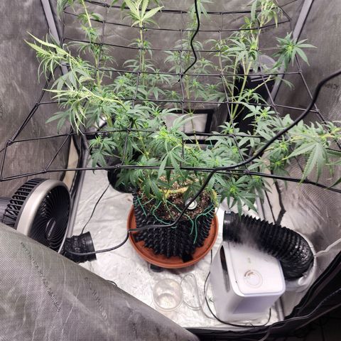 Do Si Dos growlog timeline photo
