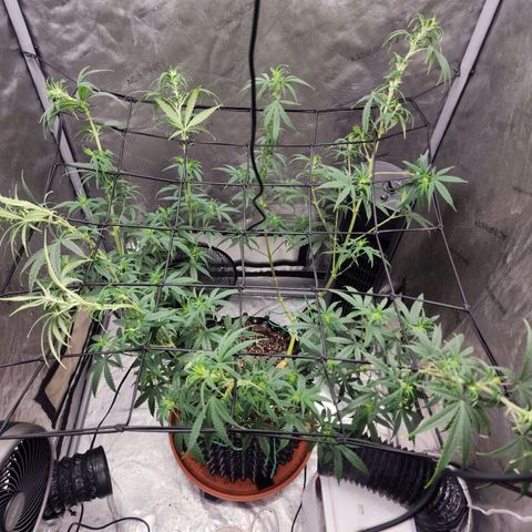 Do Si Dos growlog timeline photo