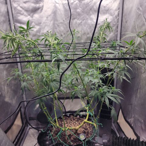 Do Si Dos growlog timeline photo