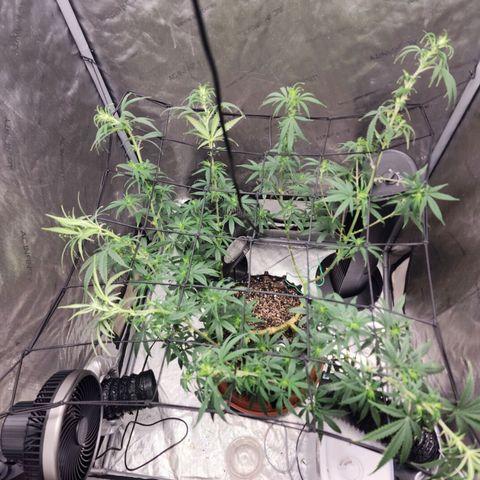Do Si Dos growlog timeline photo