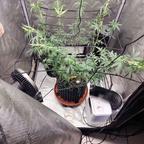 Do Si Dos growlog timeline photo