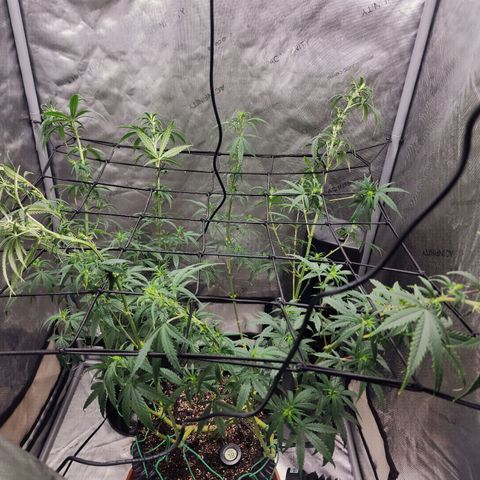 Do Si Dos growlog timeline photo