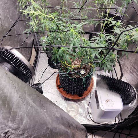 Do Si Dos growlog timeline photo