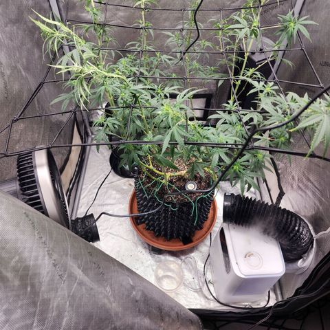 Do Si Dos growlog timeline photo