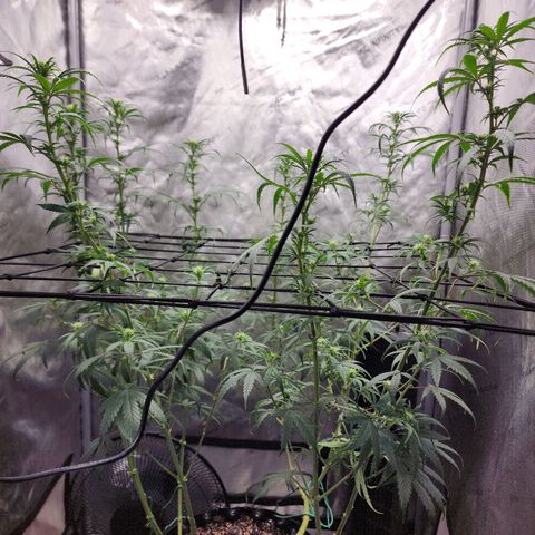 Do Si Dos growlog timeline photo