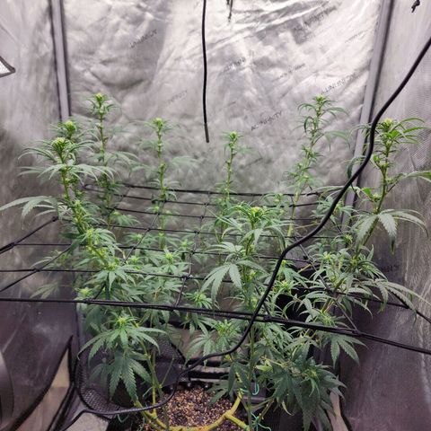 Do Si Dos growlog timeline photo