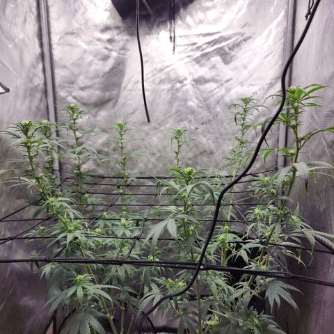 Do Si Dos growlog timeline photo