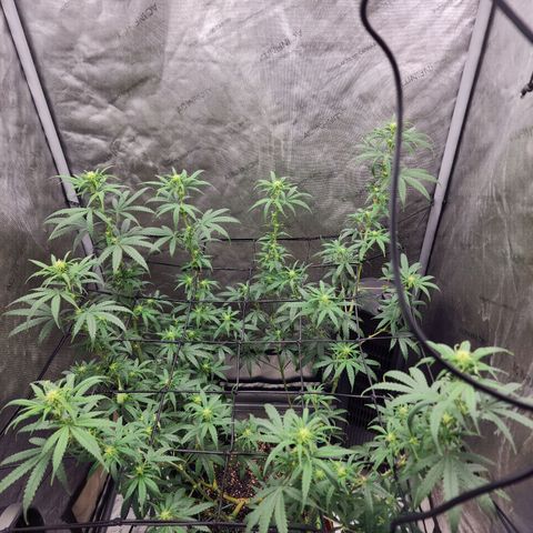 Do Si Dos growlog timeline photo