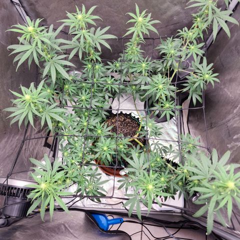 Do Si Dos growlog timeline photo