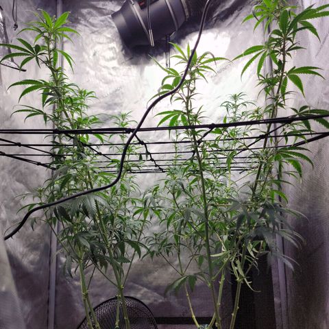 Do Si Dos growlog timeline photo