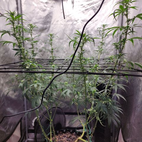 Do Si Dos growlog timeline photo