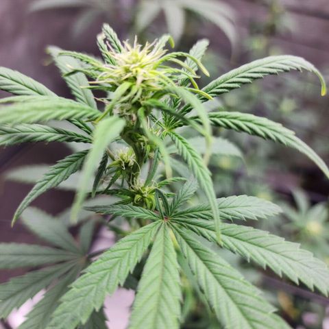 Do Si Dos growlog timeline photo