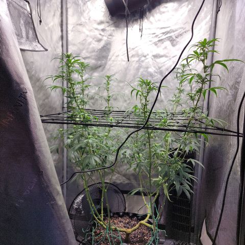 Do Si Dos growlog timeline photo