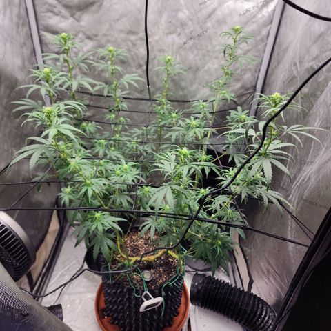 Do Si Dos growlog timeline photo