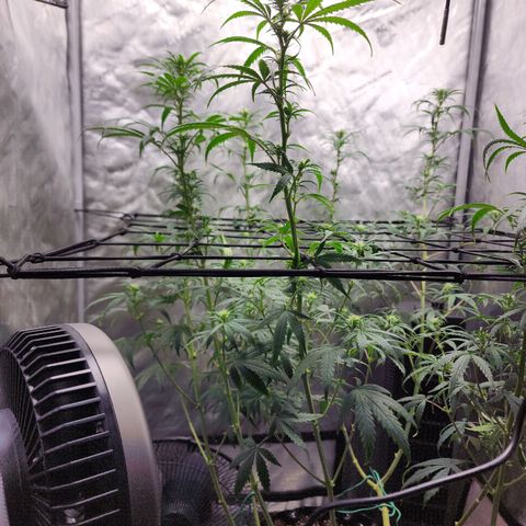 Do Si Dos growlog timeline photo