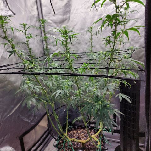 Do Si Dos growlog timeline photo