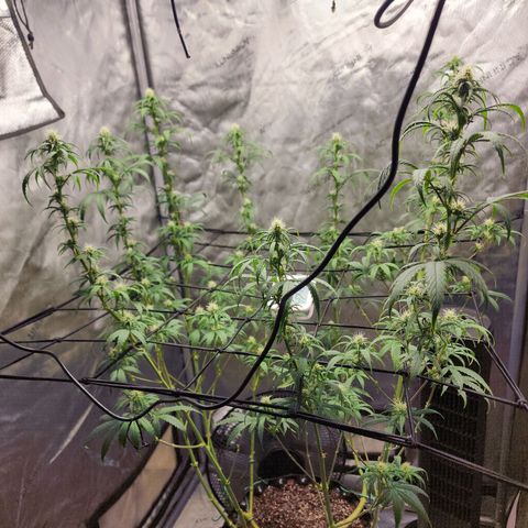 Do Si Dos growlog timeline photo