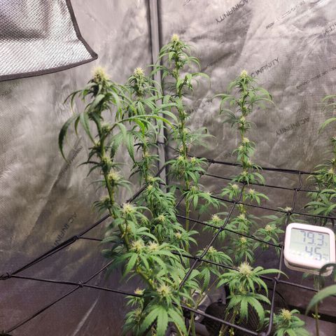 Do Si Dos growlog timeline photo