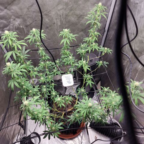 Do Si Dos growlog timeline photo