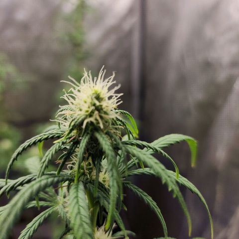 Do Si Dos growlog timeline photo