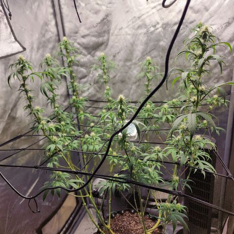 Do Si Dos growlog timeline photo