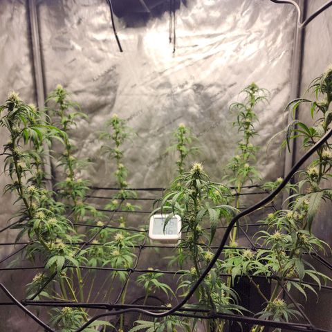 Do Si Dos growlog timeline photo