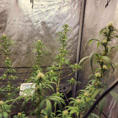 Do Si Dos growlog timeline photo