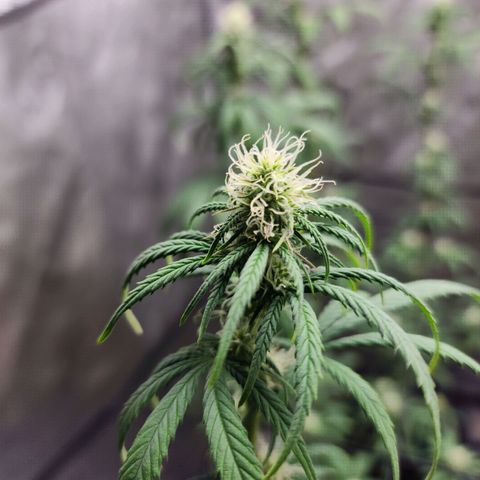 Do Si Dos growlog timeline photo