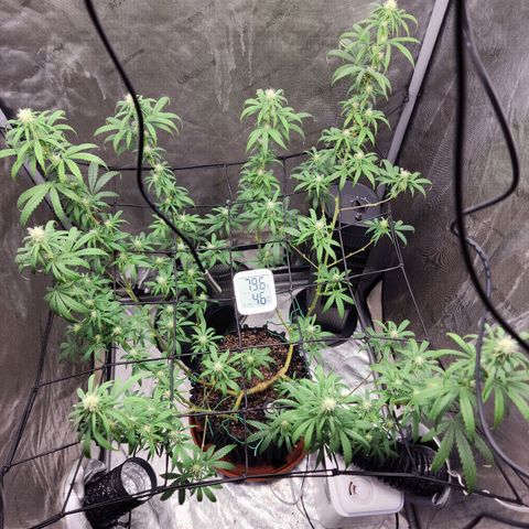 Do Si Dos growlog timeline photo
