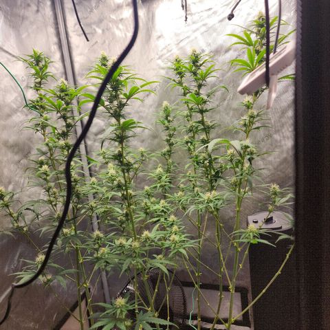 Do Si Dos growlog timeline photo