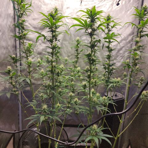 Do Si Dos growlog timeline photo
