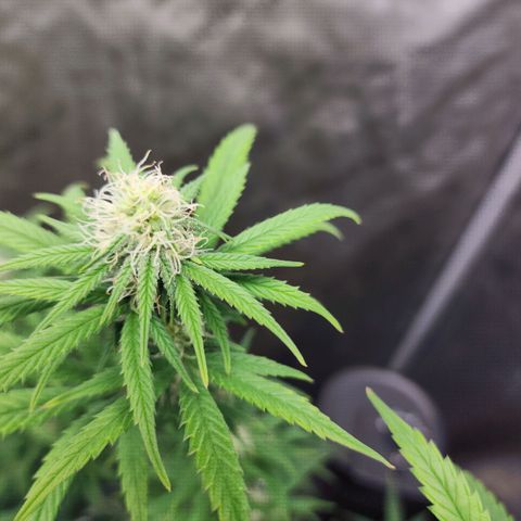 Do Si Dos growlog timeline photo